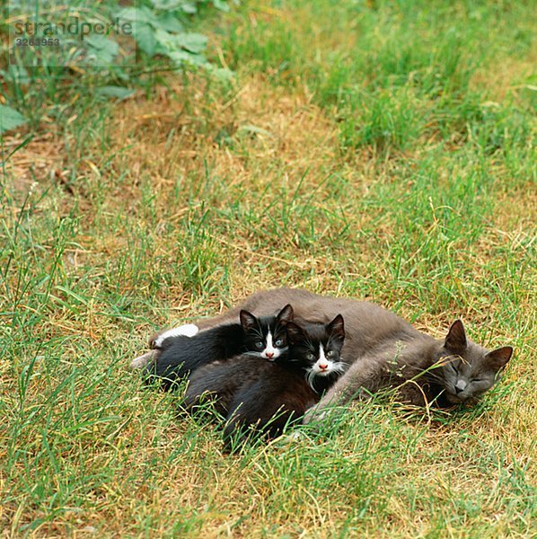 Katzen mit Kätzchen Schweden.