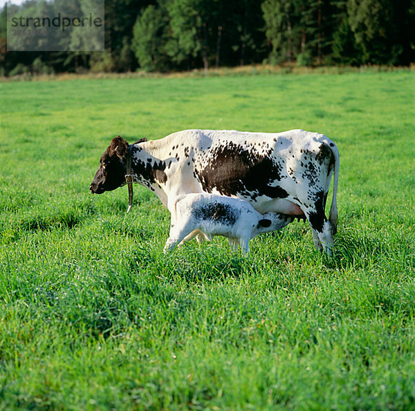 Kühe auf einem Bauernhof  Schweden.