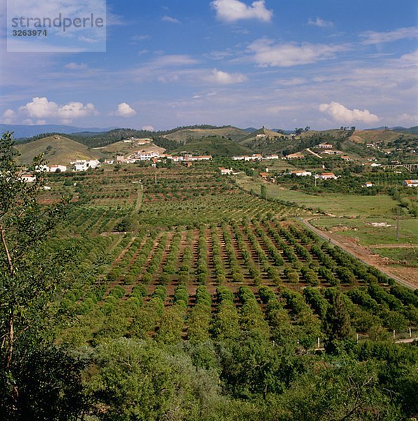 Ansicht des orange Plantation  Portugal.