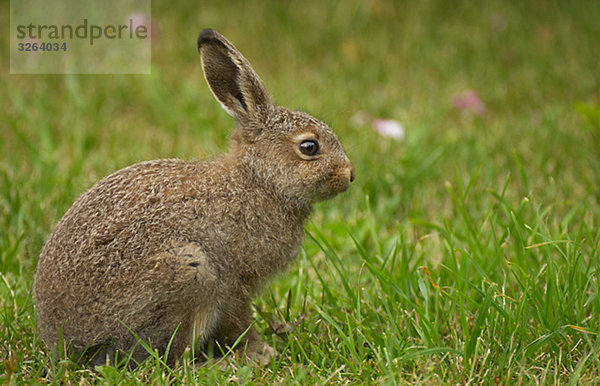 Eine wilden Kaninchen  Schweden.