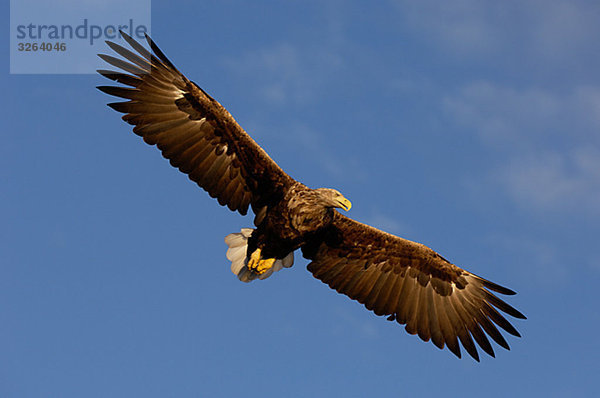 White-tailed Sea Eagle flying  Norway.