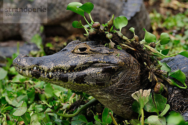 Jacare Caiman  Brasilien.