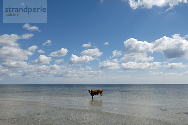 Kuh im Wasser  Schweden.