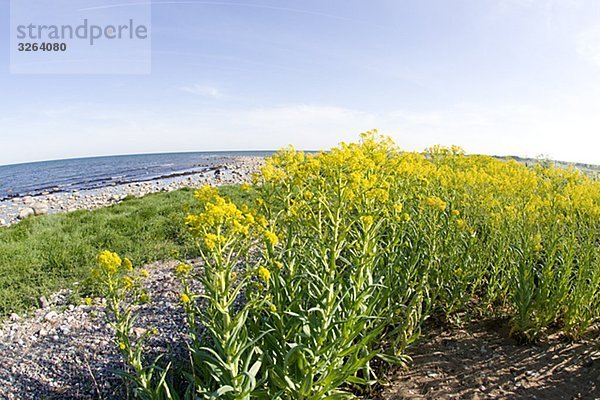 Vergewaltigung Feld  Oland  Schweden.