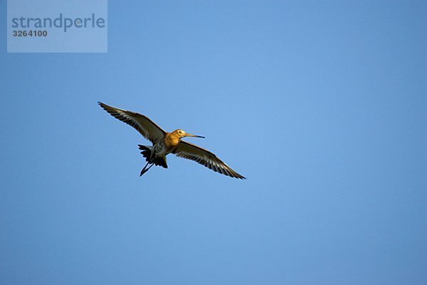 Ein Uferschnepfe  Oland  Schweden.