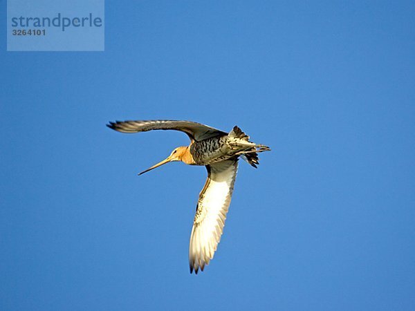 Ein Uferschnepfe  Oland  Schweden.