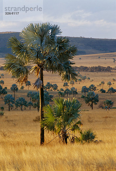 Bäume in Landschaft  Madagaskar.