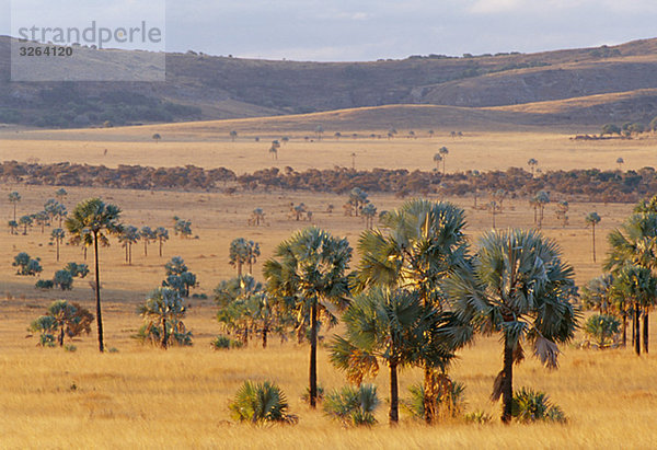 Bäume in Landschaft  Madagaskar.