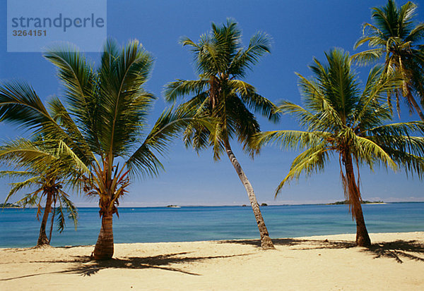 Palmen  Madagaskar.
