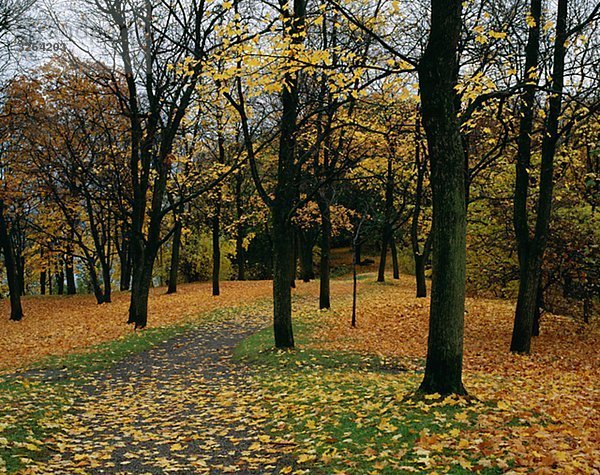 Bäume im Herbst  Schweden.