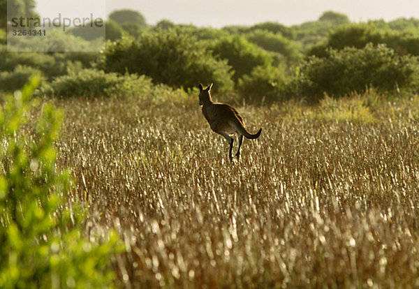 Springen Eastern Grey Kangaroo  Australien.