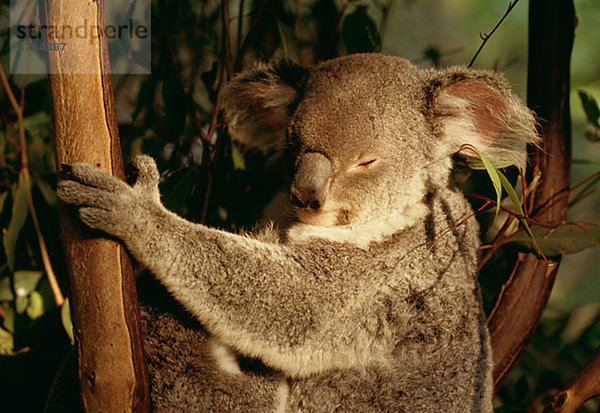 Ein Koalabär in einem Baum  Australien.