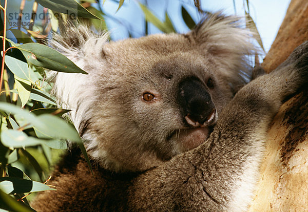 Ein Koalabär in einem Baum  Australien.