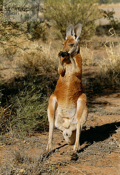 Ein Rotes Riesenkänguru  Australien.
