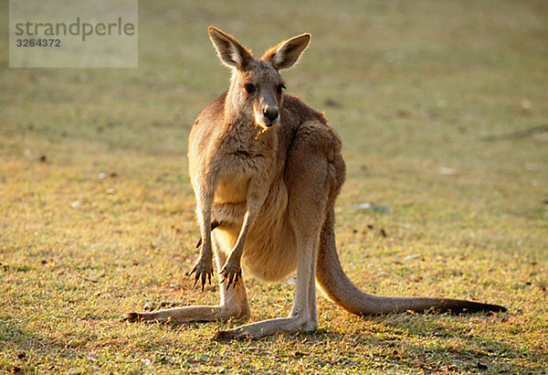 Eastern Grey Kangaroo  Australien.