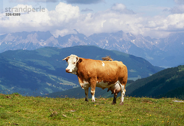 Eine Kuh in den Alpen  Österreich.