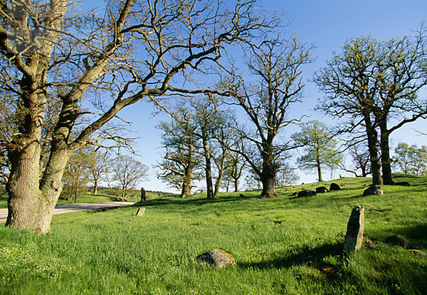 Eiche-Bäume und Begräbnis-Mounds  Bohuslan  Schweden.