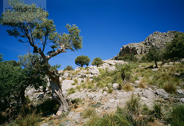Olivenbäume  Puig Roig  Mallorca  Spanien.