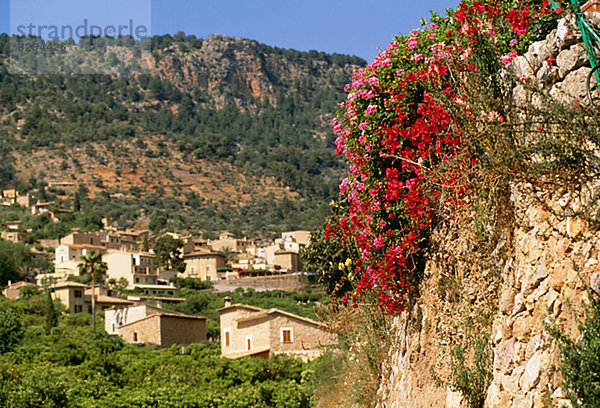 Flowers on a stone wall  Fornalutx  Majorca  Spain.