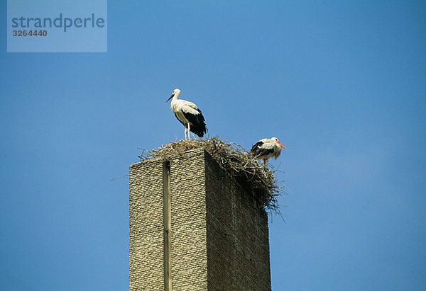 Two white storks  Spain.