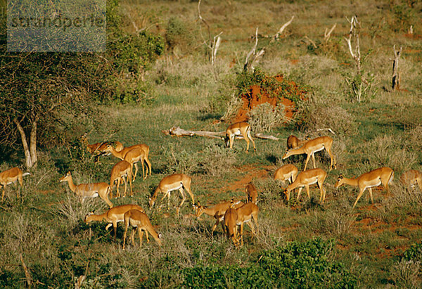 Impalas  Salt Lick  Taita Hills  Kenia.