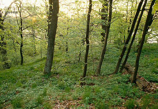Eiche Forest  Uppland  Schweden.