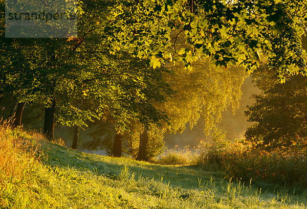 Parkland im Morgengrauen  Hagapark  Solna  Schweden  Uppland.