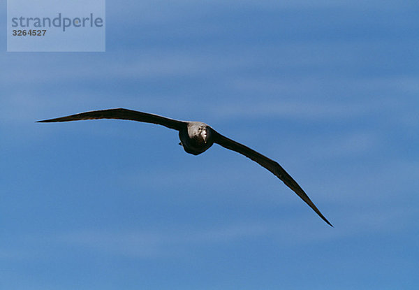 Southern Giant Sturmvogel  Valdez  Argentinien.