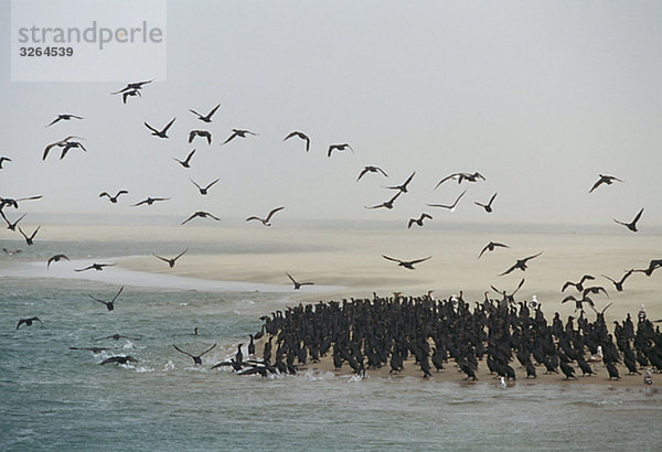 Cape Cormorant an einem Strand  Walvis Bay  Namibia.