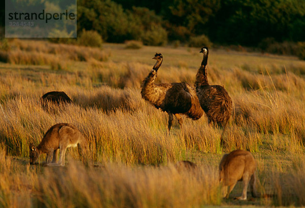 Emus  Wilsons Promontory Nationalpark  Victoria  Australien