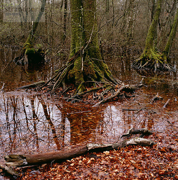 Erle-Tree Marsh  Skane  Schweden.