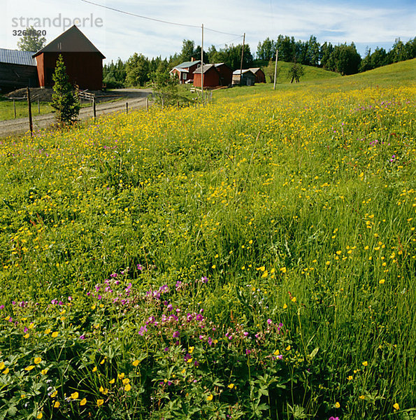 Flowery meadow  Lapland  Sweden.
