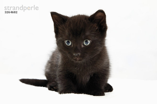 Hauskatze  schwarzes Kätzchen  Portrait