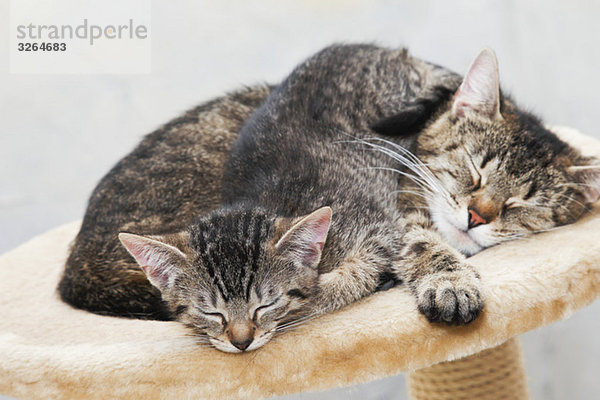 Domestic cats  cat and kitten sleeping together