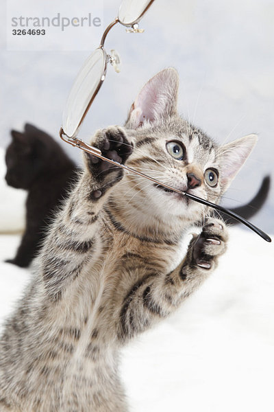 Hauskatze  Kätzchen spielt mit Brille