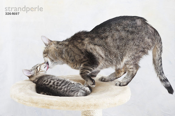 Domestic cats  Cat licking face of kitten