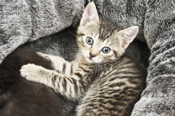 Hauskatze  Kätzchen im grauen Korb liegend  erhöhte Ansicht