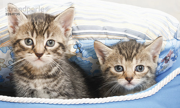Hauskatze  Kätzchen im blauen Korb  Portrait