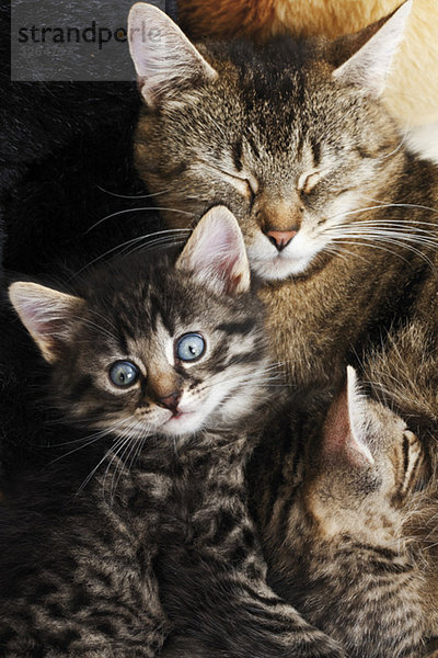 Hauskatzen  Katzenfamilie  erhöhte Ansicht