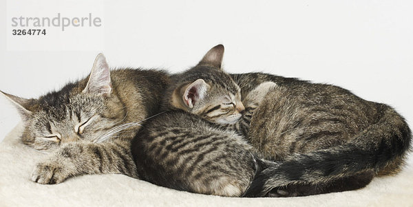 Domestic cats  cat and kitten sleeping