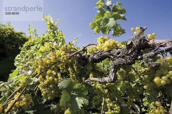 Deutschland  Rheinland-Pfalz  Bad Neuenahr Ahrweiler  Weinberg