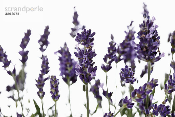 Blühender Lavendel (Lavandula angustifolia)  Nahaufnahme