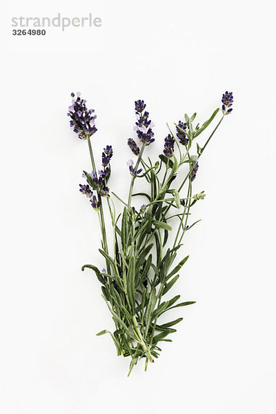 Lavendel (Lavandula angustifolia)  erhöhte Ansicht