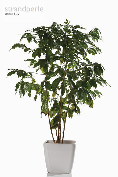 Kaffeepflanze (coffea arabica) im Blumentopf