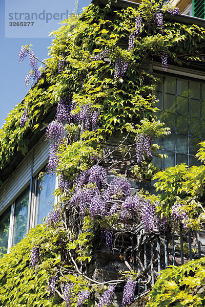 Deutschland  Rheinland-Pfalz  Bernkastel-Kues  Gebäude mit chinesischer Glyzinie (Wisteria sinensis) in Blüte  Nahaufnahme