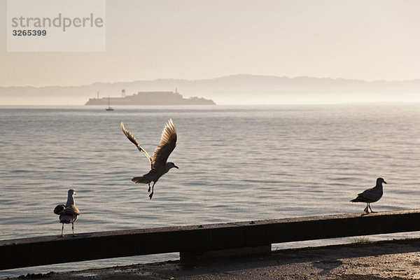 USA  Kalifornien  San Francisco  Möwen im Vordergrund  Insel Alcatraz im Hintergrund