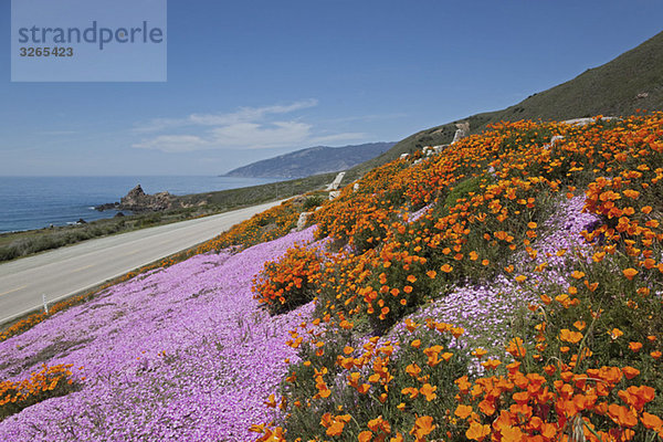 USA  Kalifornien  kalifornischer Mohn (Eschscholzia californica) an der Küste