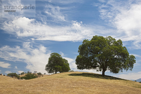 USA  Kalifornien  Laubbäume in hügeliger Landschaft