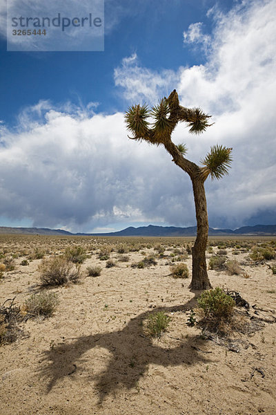 USA  Kalifornien  Death Valley Nationalpark  Joshua Tree (Yucca brevifolia) in der Landschaft