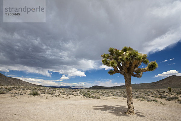 USA  Kalifornien  Death Valley Nationalpark  Joshua Tree (Yucca brevifolia) in der Landschaft